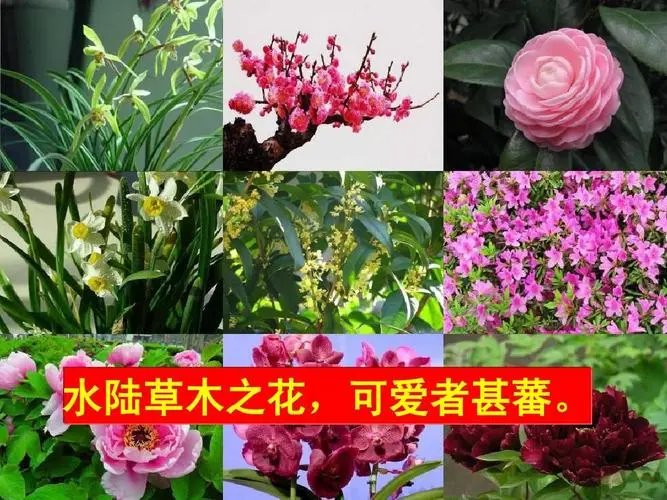 水陆草木之花,可爱者甚蕃的意思
