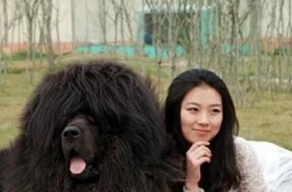 还记得“中国第一藏獒”吗?拍卖价3000万,主人是怎么做决定的?