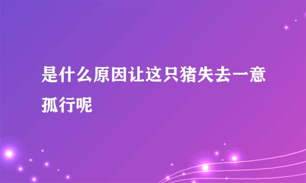 是什么原因让这只猪失去一意孤行呢