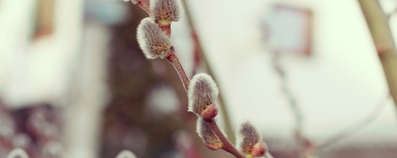 柳絮什么时候开始飘 开始飘柳絮是几月份