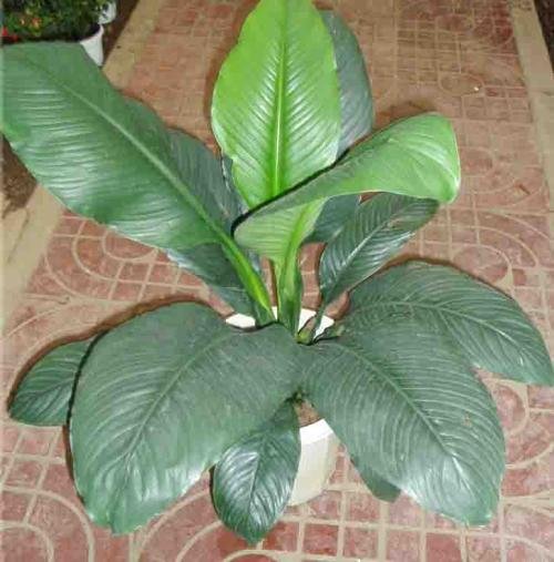 植物靠什么传播？