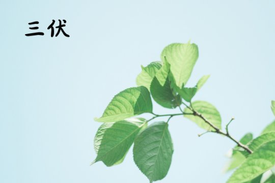 2023年什么时候暑伏第一天