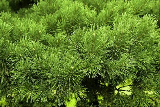 松柏象征的意义是什么？