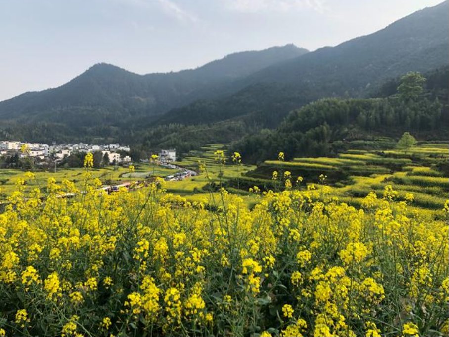 2023年婺源油菜花最佳观赏时间