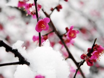 正月十五雪打灯上联活下联是什么？？？