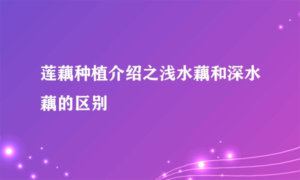 莲藕种植介绍之浅水藕和深水藕的区别