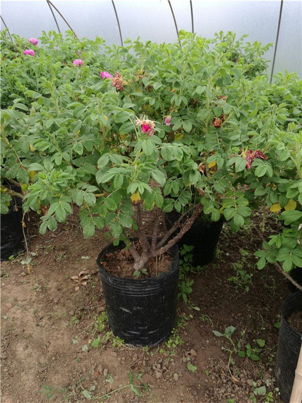 月季和玫瑰的区别在哪里？