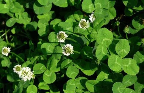 三叶草一般生长在什么环境下