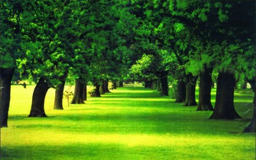 小树林是什么意思？