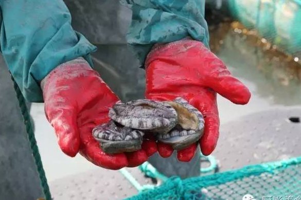 鲍鱼几个头的最好？