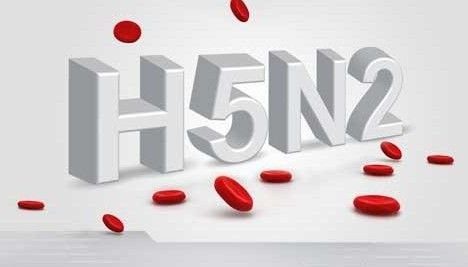 H5N2的介绍