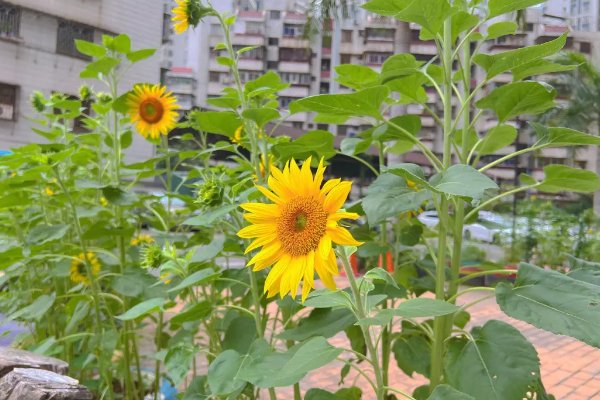 向日葵在几点开花