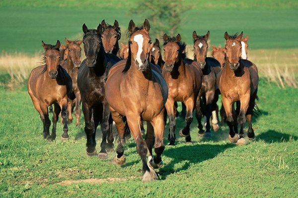 匕鬯不惊指的是什么生肖