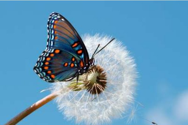 下雨时蝴蝶的家在哪儿？蝴蝶在哪儿躲？