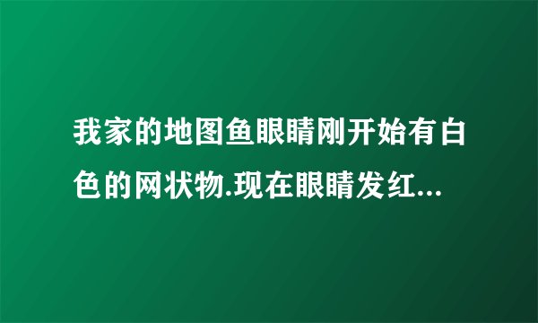 我家的地图鱼眼睛刚开始有白色的网状物.现在眼睛发红.充血.好像要瞎了.请问得了什么病.如何解决