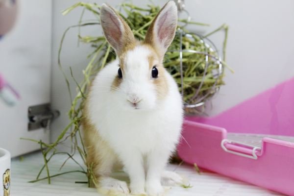 兔子最喜欢的抱姿有哪些？应该怎么抱才对？