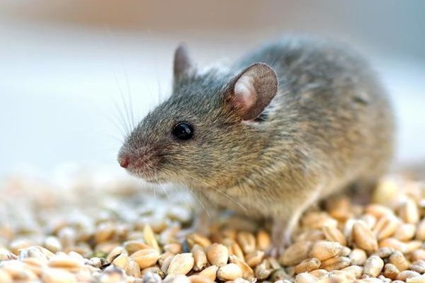 贪位慕禄是什么生肖