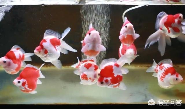 金鱼真的只有七秒钟的记忆嘛？