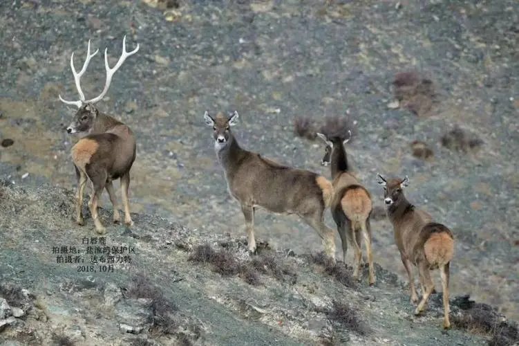 近百头国家一级保护动物白唇鹿现身三江源，白唇鹿适合怎样的生活环境?