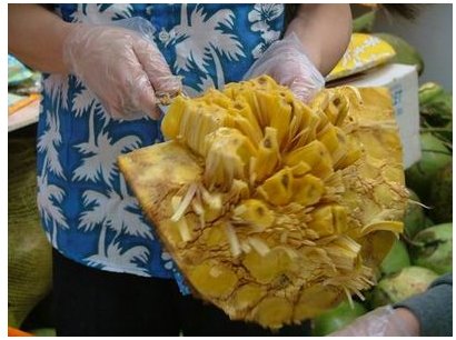 菠萝蜜通道入口在哪里