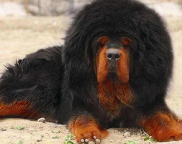 还记得“中国第一藏獒”吗?拍卖价3000万,主人是怎么做决定的?