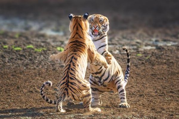 face off什么意思