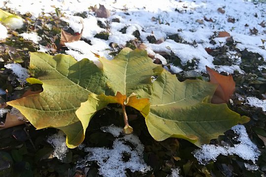 秋入冬的句子短句唯美