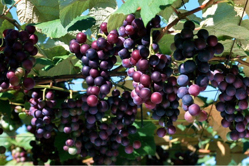 葡的拼音怎么读