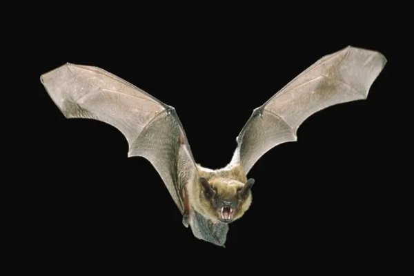 哪种哺乳动物会飞蚂蚁庄园