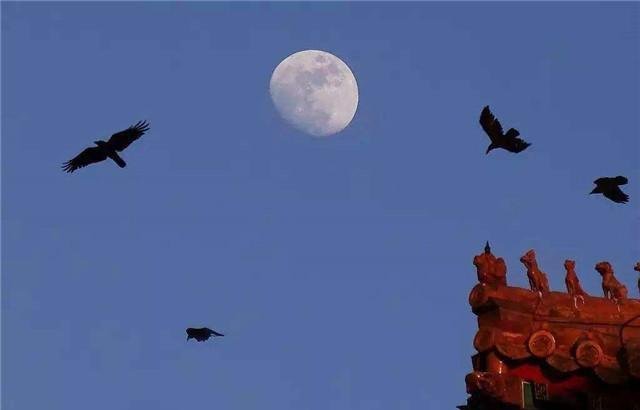 明明是不祥之兆的乌鸦为什么故宫中却有专人喂养？
