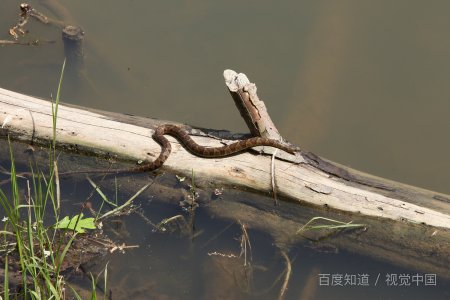 蛇的交配器在什么地方？