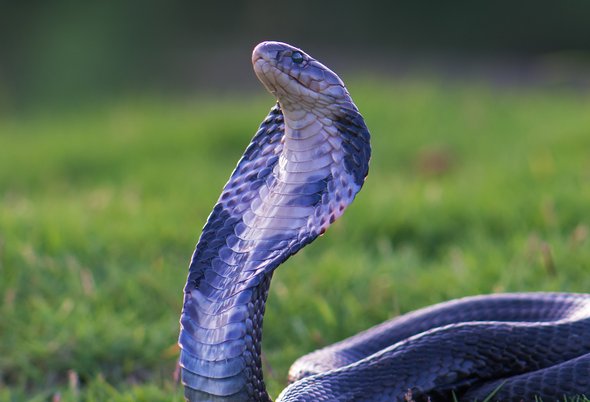 什么声音可以驱赶蛇