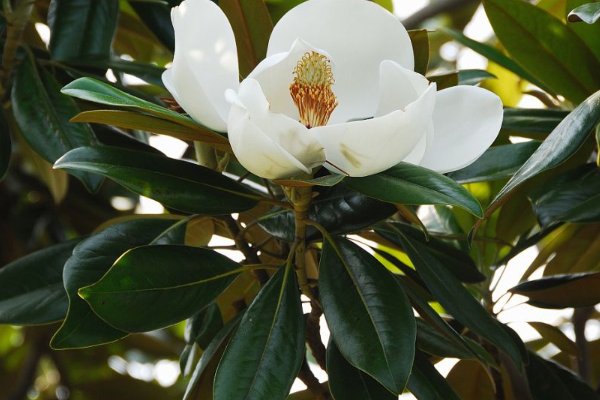 玉兰花的样子,颜色,气味,特点
