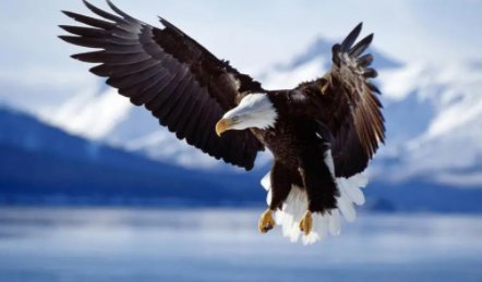 蛇类的十大天敌是什么