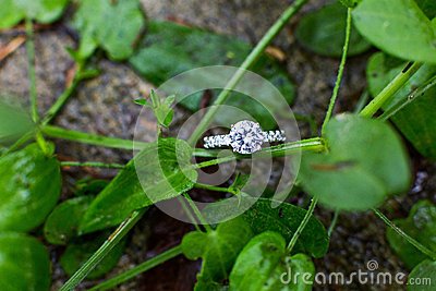 草婚的剧情简介