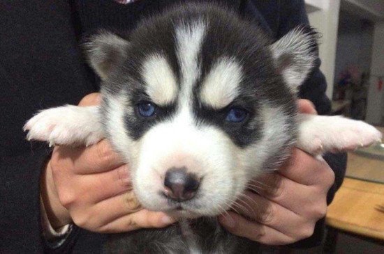 狼会把哈士奇当同类吗，会而且能与二哈相处融洽