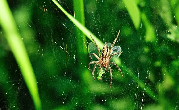 “螟蛉之子”是什么意思？
