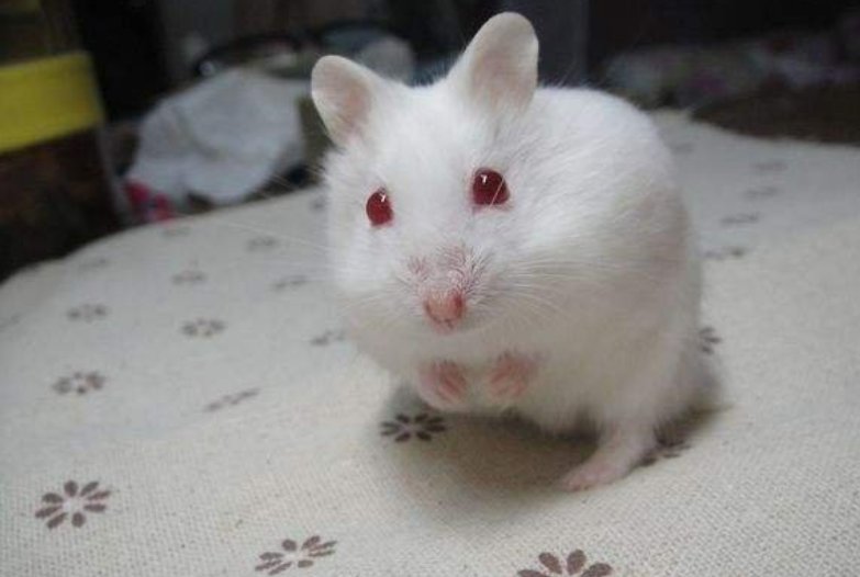 红眼睛的仓鼠叫什么？