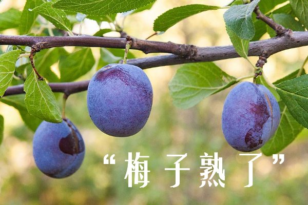 梅子熟了是表白吗