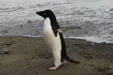 南极企鹅在新西兰上岸，你如何看待这件事？