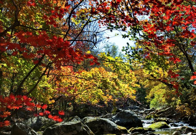 霜叶红于二月花是指哪种叶子