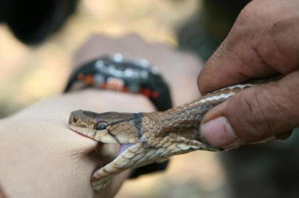 广东惠城区水口惊现14斤眼镜王蛇，不小心被被蛇咬之后该怎么办？