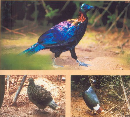 绿雉的外形特征