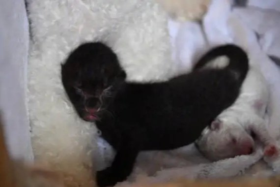 4岁比熊犬为昆明动物园小黑豹当奶妈，具体是什么情况？