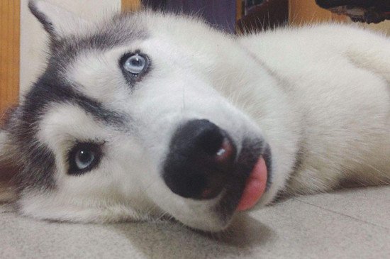 狼会把哈士奇当同类吗，会而且能与二哈相处融洽