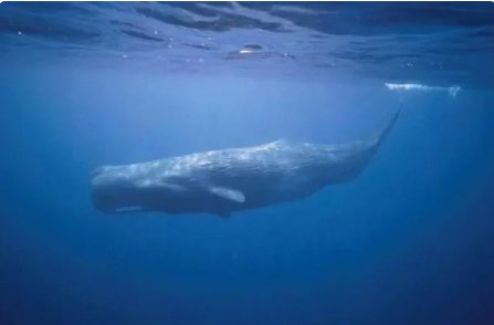 十大深海巨兽都是什么？