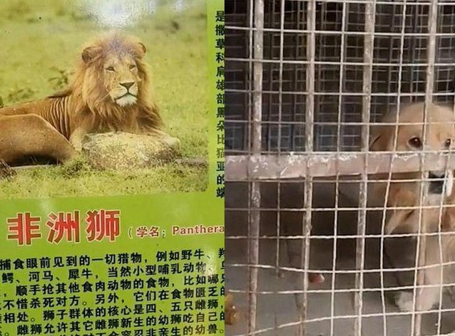 动物园回应金毛入住非洲狮狮笼，为何会发生这样的事情？