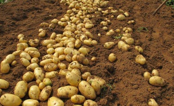 江西一男子看完《长津湖》学吃冻土豆后拔3颗牙，哪些人不适宜吃冻土豆？