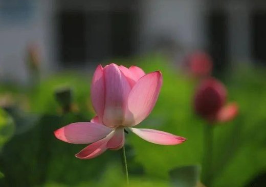 藕断丝连歌曲原唱