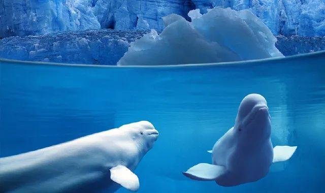 《海底》- 一只榴莲,背景故事是什么?